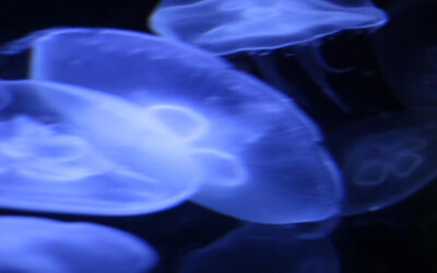 Mikroentscheidungen – Die unsichtbaren Hebel im Business.